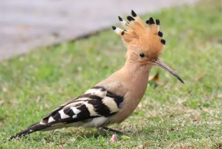 山和尚鸟多少钱一只？来get一下吧