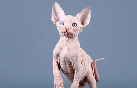 无毛猫怎么看品相好不好？来了解下吧