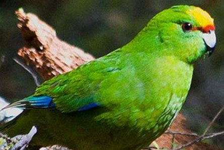 黄额鹦鹉多少钱一只？想养的看过来