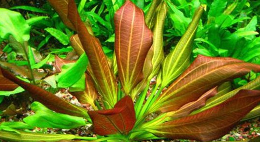 常见水草种类及图片