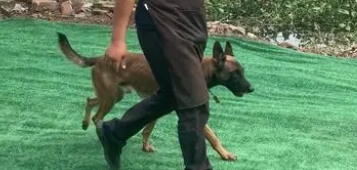 怎么让狗吃狗粮？10年训犬师教你一招解决