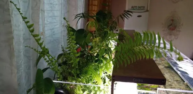 喜欢养鱼的人，在鱼缸上养这几种植物漂亮又实用！