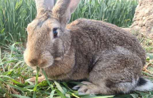 厚尾岩兔的训练方法是什么？不清楚的快来看看！