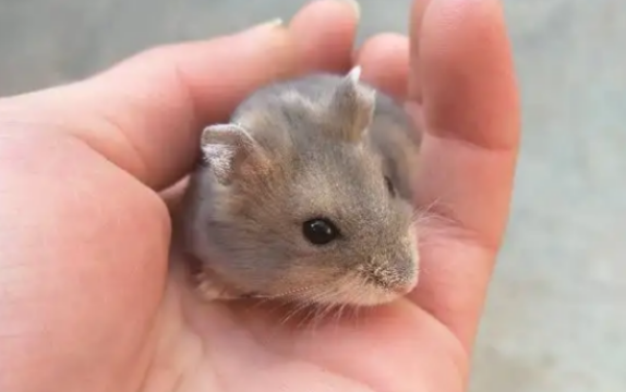 仓鼠多大可以开始繁殖了，来了解看看吧