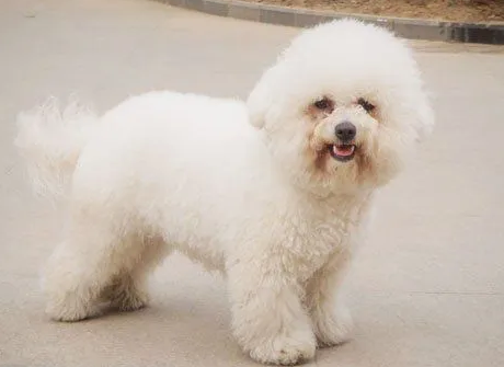 比熊耳朵毛多久能长长？这篇文章告诉你