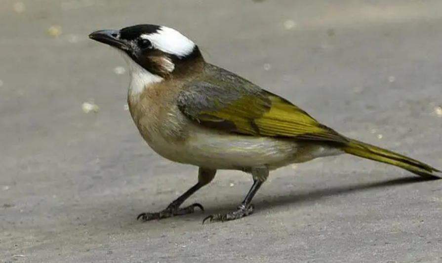 白头鹎是保护动物吗？不是的