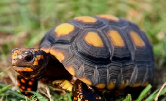 樱桃红腿陆龟价格多少？来了解下吧