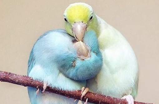 太平洋鹦鹉怎么养?几点诀窍知道就很容易了