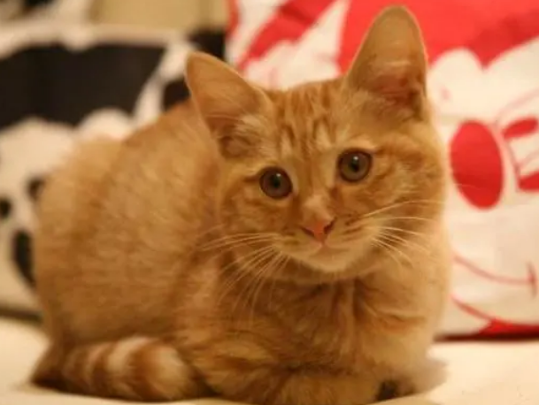 你们知道，到底是喂投猫粮好还是罐头好？