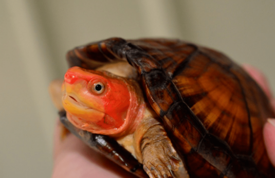 红面蛋龟吃什么?来看看你喂对了吗! 红面蛋龟吃什么?来看看你喂对了吗!