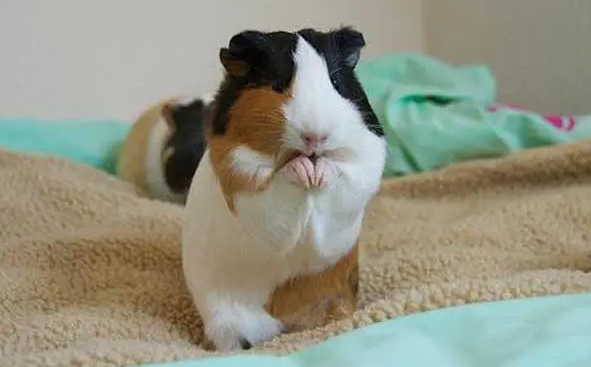 你们说，荷兰猪冬天怎么过冬呢？