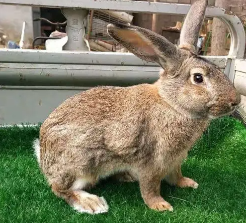 快来了解：虎皮黄兔的寿命有多久？