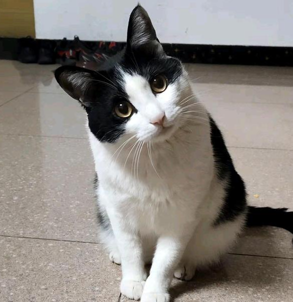 病急切忌乱投医，家里猫主子生病了应该这么做