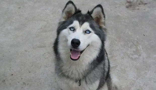 怎么让哈士奇爆毛？可以来这了解一下！