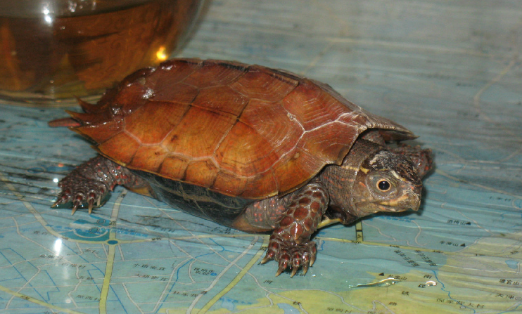 日本地龟是闭壳龟吗？并不是的