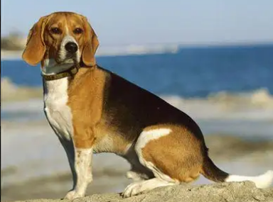 挑选指南：米格鲁猎兔犬价格