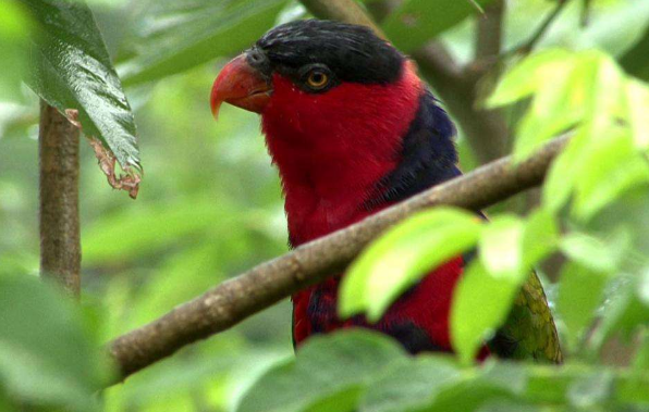 黑顶吸蜜鹦鹉好养吗？这些事你必须了解！
