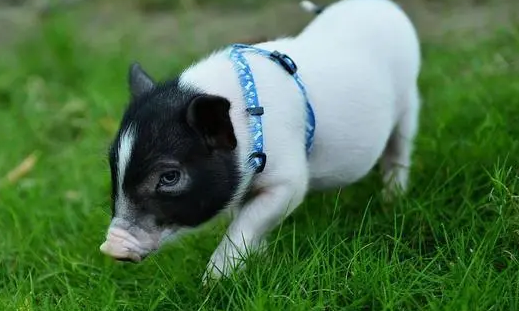 小香猪不吃东西怎么办 ？宠主来这看方法吧~