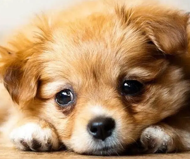 狗狗牙结石口臭怎么办？快来看看吧！