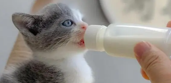 幼猫羊奶粉一天喝多少合适？怎么给幼猫冲泡羊奶粉？
