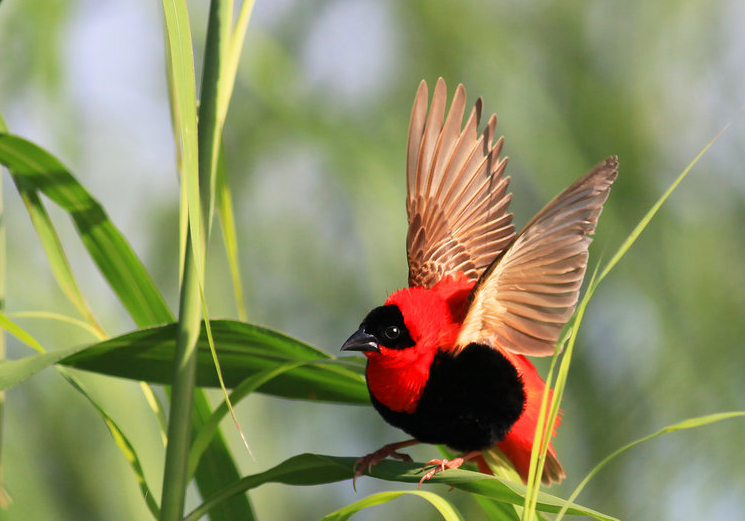 红寡妇鸟价格多少？本文替你解答