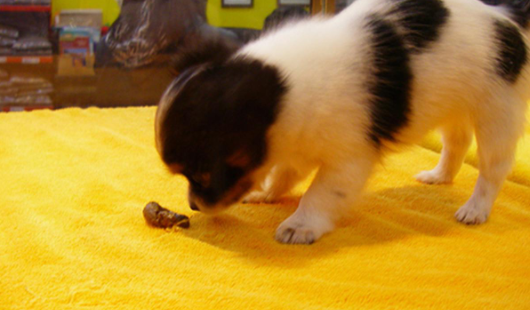 狗为什么吃自己拉的屎？大概是这个原因