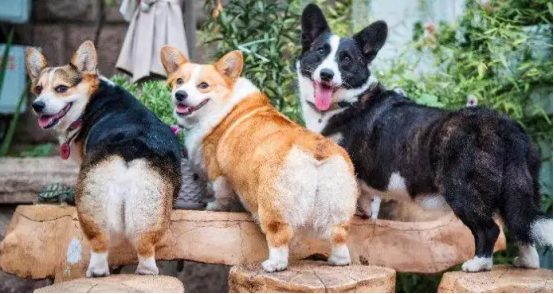 柯基几个月可以长大成型？这里有你要的答案哦~