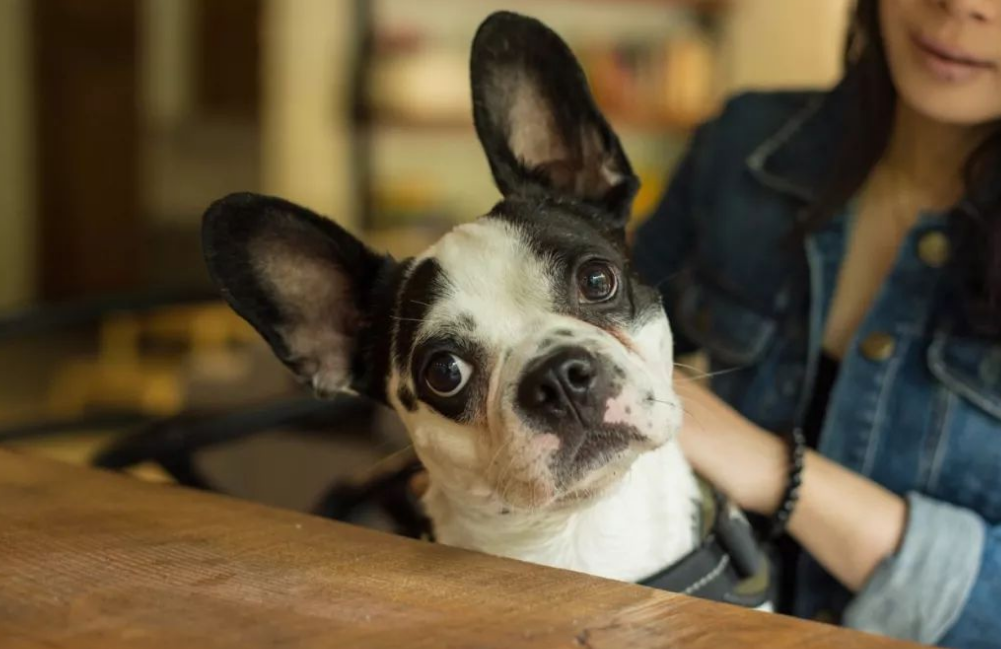 狗可不可以进餐厅？一起来了解一下