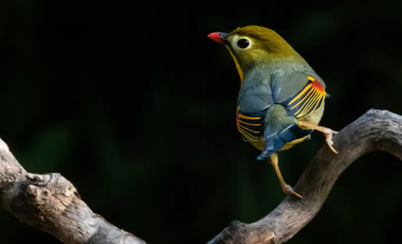 饲养须知：七彩相思鸟如何饲养好？