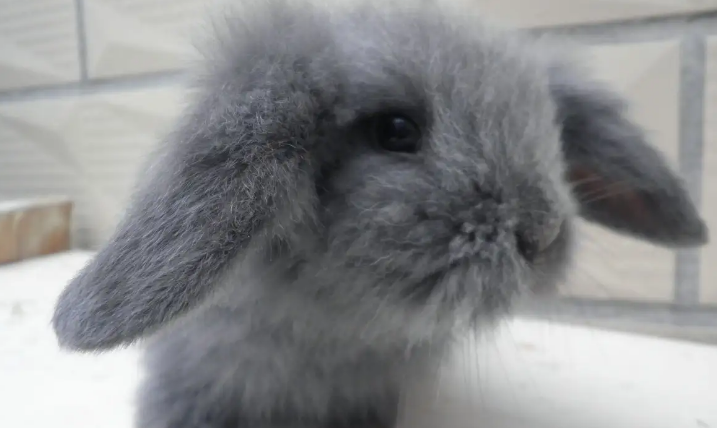 英国垂耳兔与美国垂耳兔的区别，对比一下就了解了