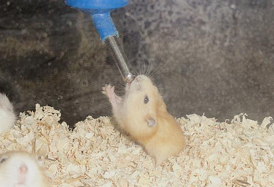 仓鼠喝生水还是熟水？主人一定要知道