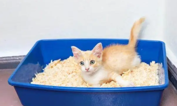 猫砂特点大揭秘，挑选猫砂有方法