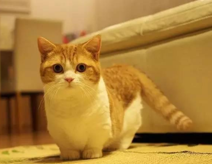 浅谈短腿猫是什么品种？