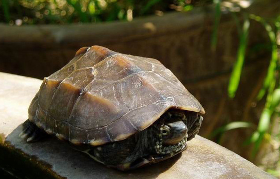 中华龟尾巴烂了怎么办？这个办法可以解决