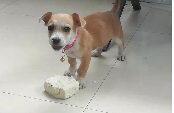 不知道怎么区分土狗和罗素梗？快来这看看方法