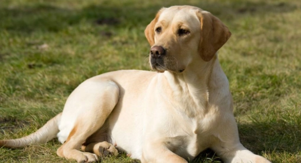 如何看拉布拉多品相?我教你 如何看拉布拉多品相?我教你