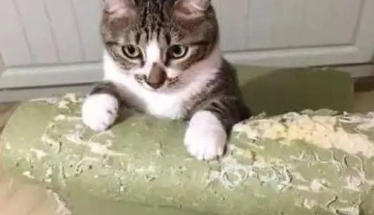 教你怎么做猫抓板