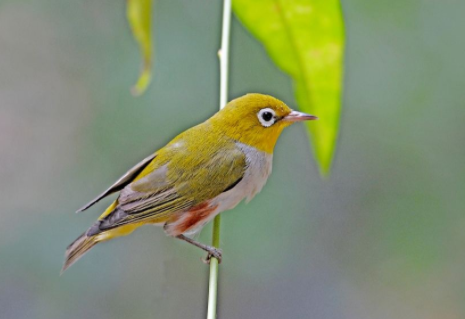 绣眼鸟多少钱一只？看完你就知道了！