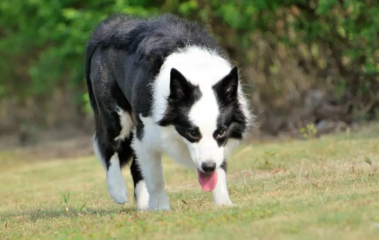 边境牧羊犬异常掉毛的原因，你真的知道吗？