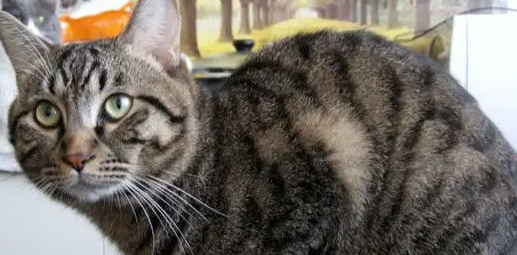 想知道麻猫是什么品种的猫？来这了解一下！