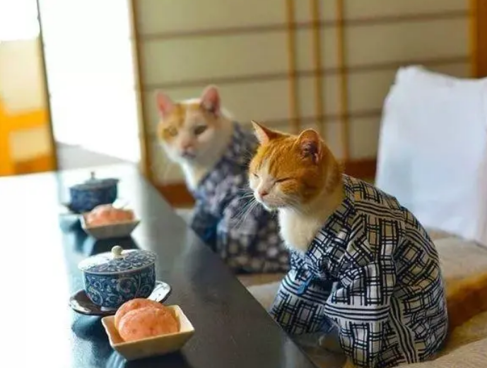 科普,猫咪为什么要用猫砂? 科普,猫咪为什么要用猫砂?