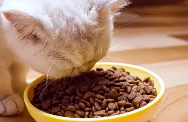 判断猫粮哪个安全？铲屎官需掌握这些知识