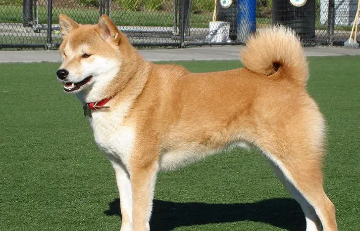 忠犬八公是这个品种的狗,特别忠诚 忠犬八公是这个品种的狗,特别忠诚