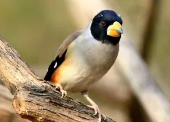 今日科普：蜡嘴雀受伤了怎么办？