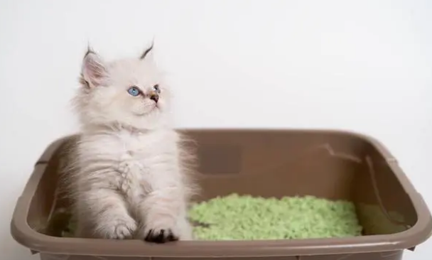 猫砂的用途,来了解下吧 猫砂的用途,来了解下吧