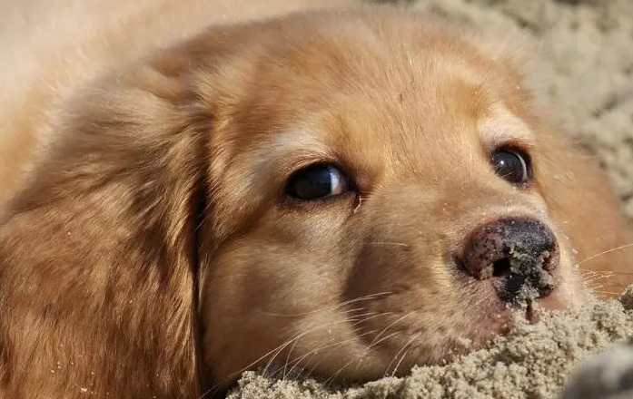 狗吐黄沫子粘液是怎么回事?看完你就知道了 狗吐黄沫子粘液是怎么回事?看完你就知道了