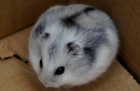 黑线仓鼠生病了怎么治?快来看看吧! 黑线仓鼠生病了怎么治?快来看看吧!