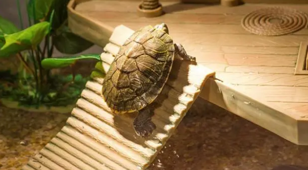 晒龟灯的正确用法和距离