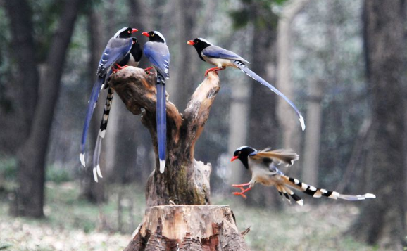 红嘴蓝鹊别称，看看和你知道的是不是一样