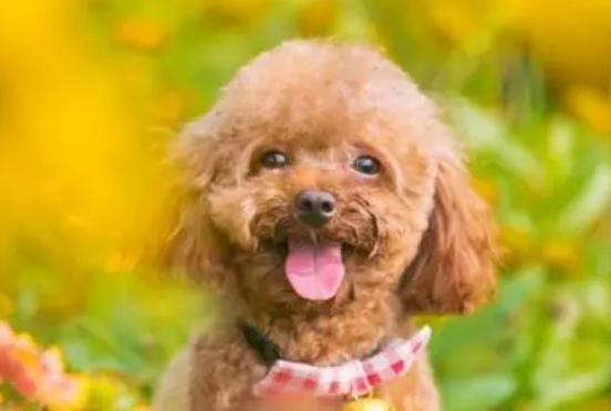 狗狗喝羊奶粉有什么用?羊奶粉是智商税吗? 狗狗喝羊奶粉有什么用?羊奶粉是智商税吗?